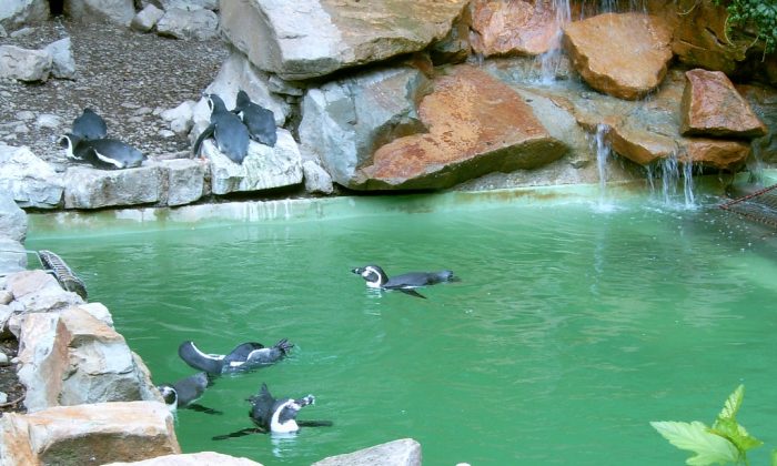 Zoo Lešná
