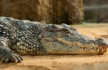Krokodýlí ZOO Protivín