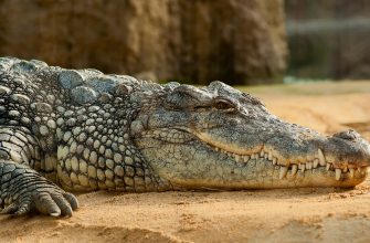 Krokodýlí ZOO Protivín