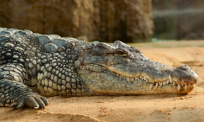 Krokodýlí ZOO Protivín