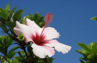 Madeira