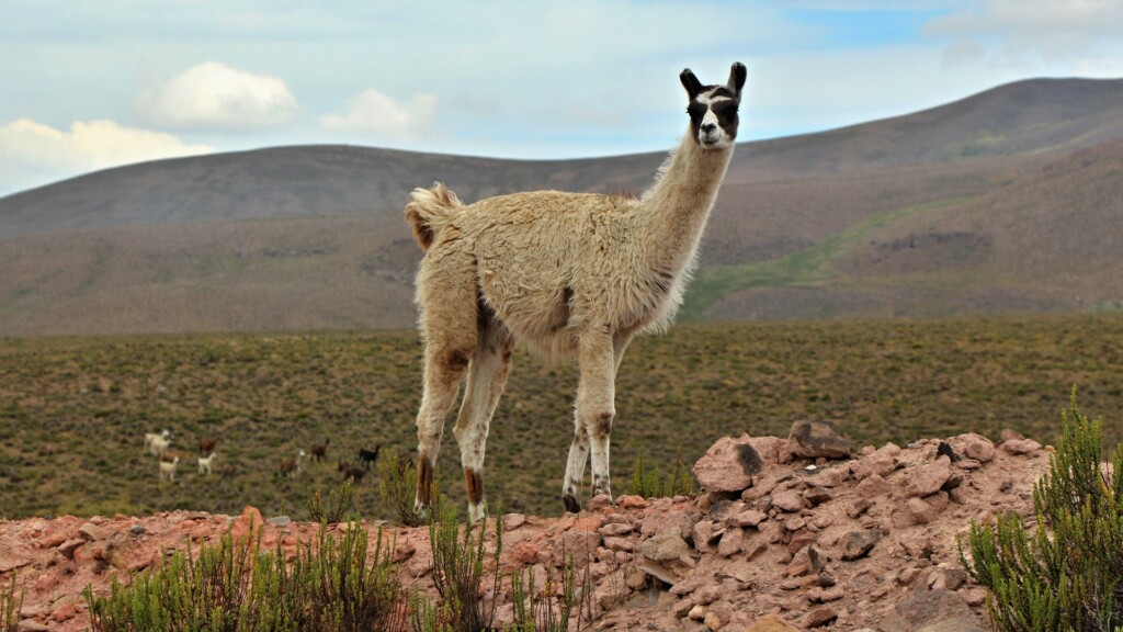 Dovolená v Peru