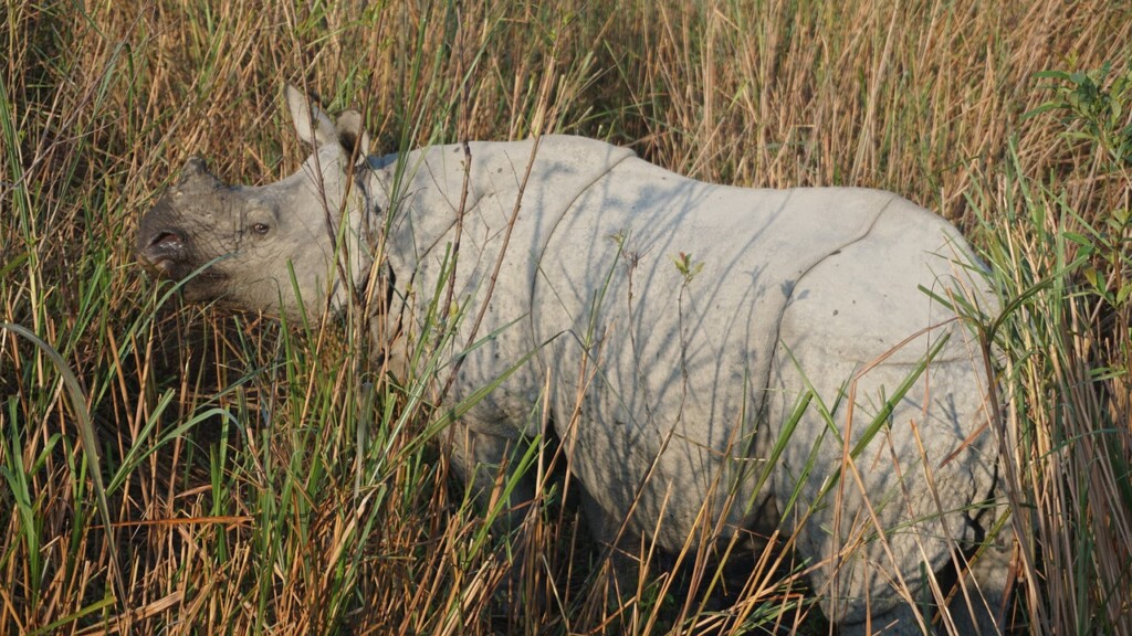 Kaziranga 