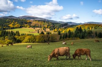 Slovensko