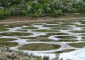 Spotted Lake