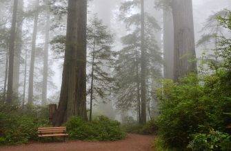 01_sequoia