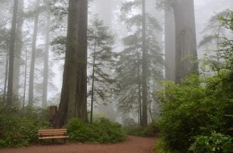 01_sequoia