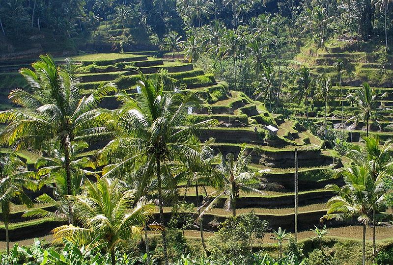 bali