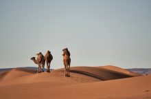 Sahara, poušť, unikát, Afrika, sníh