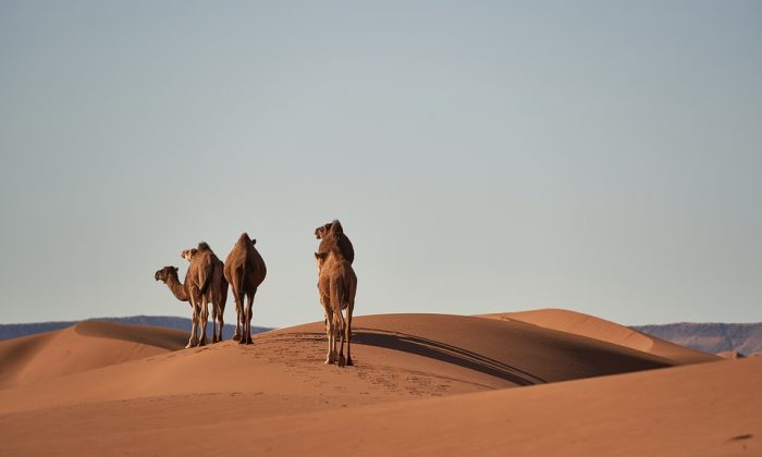 Sahara, poušť, unikát, Afrika, sníh