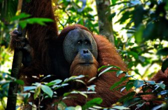 sumatra