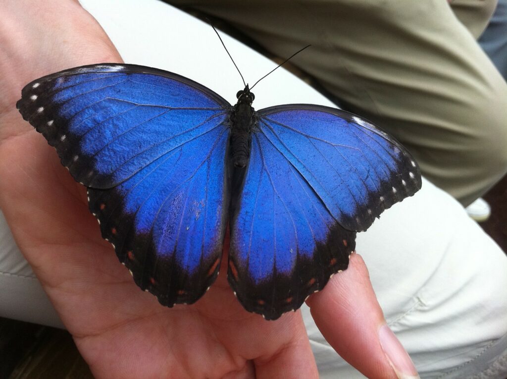 Motýl Morpho