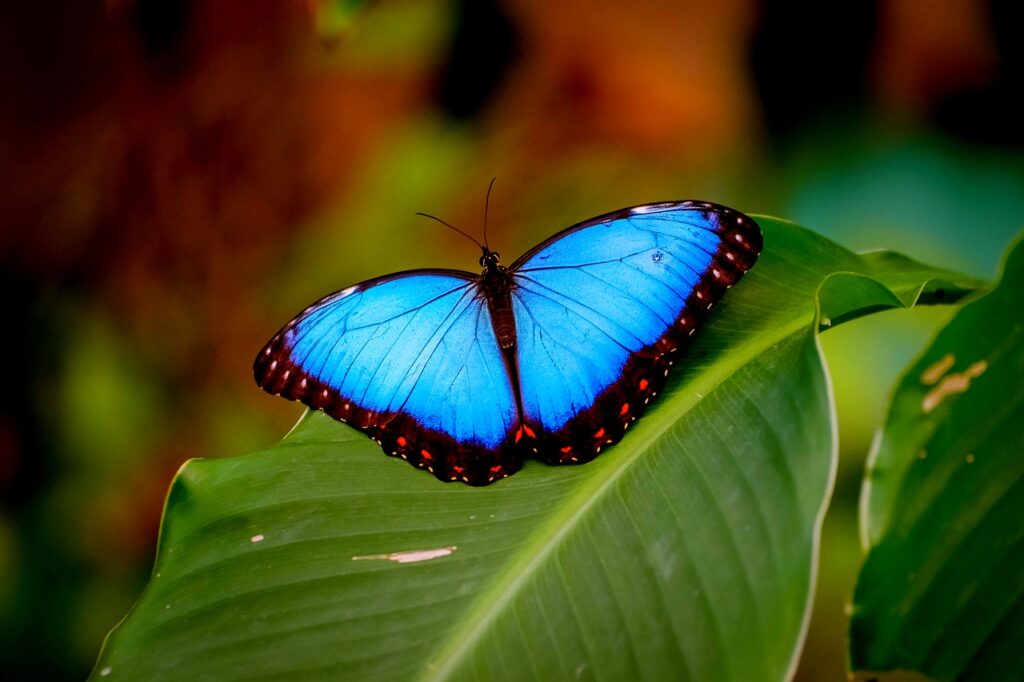 Motýl Morpho