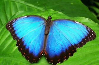 Motýl Morpho