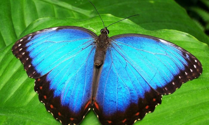 Motýl Morpho