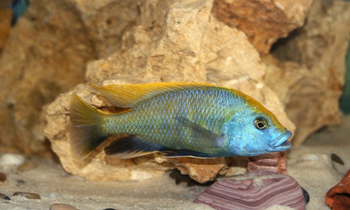 tlamovec