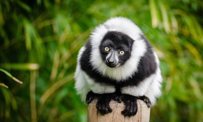 lemur vari