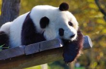 Panda velká