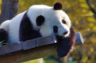 Panda velká