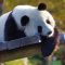 Panda velká