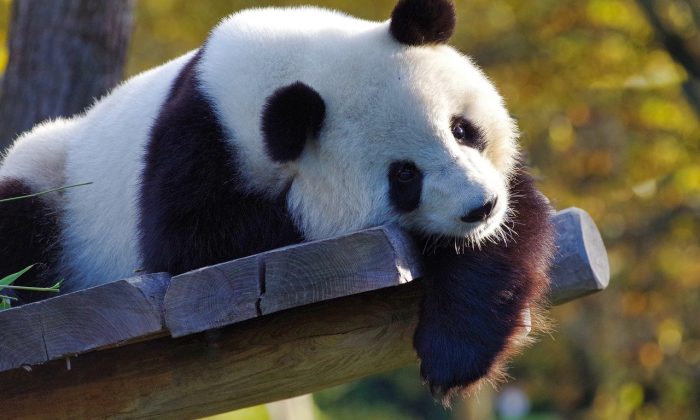 Panda velká