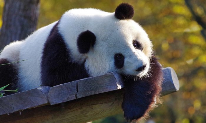 Panda velká