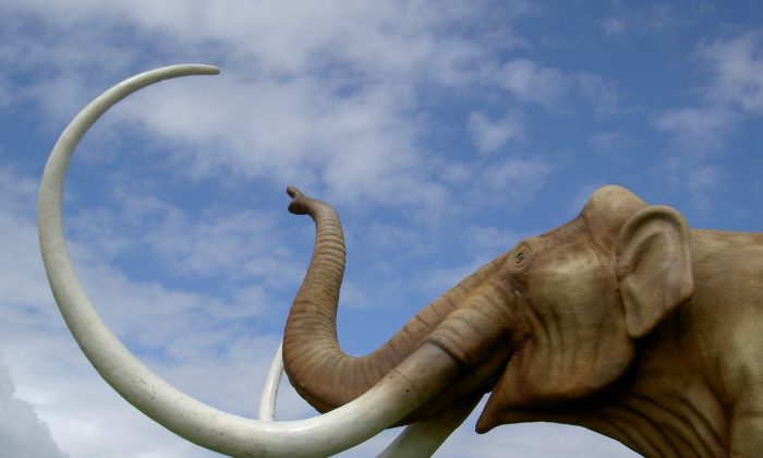 Mamut