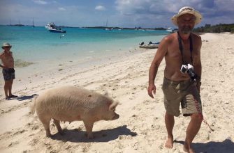 Pig Beach