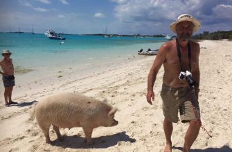 Pig Beach