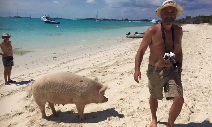 Pig Beach