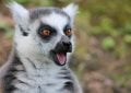 Lemur