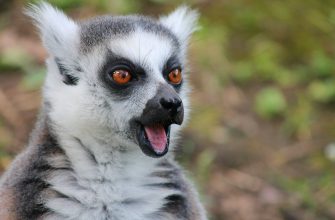 Lemur