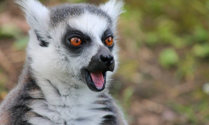 Lemur