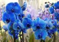Orchidej