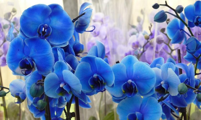 Orchidej