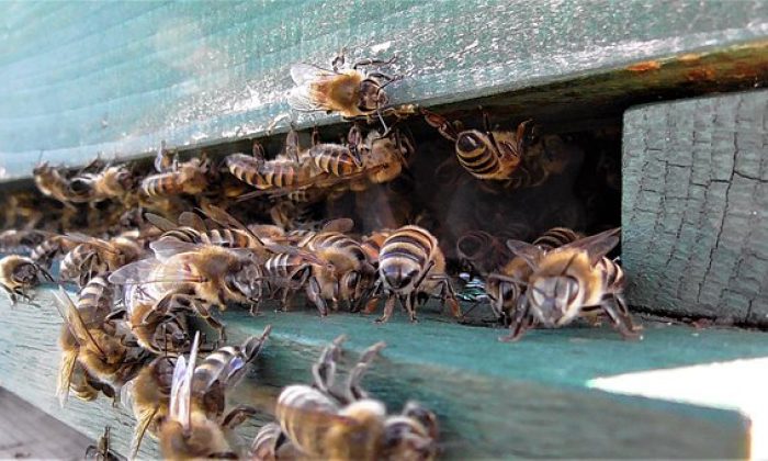 honey-bess