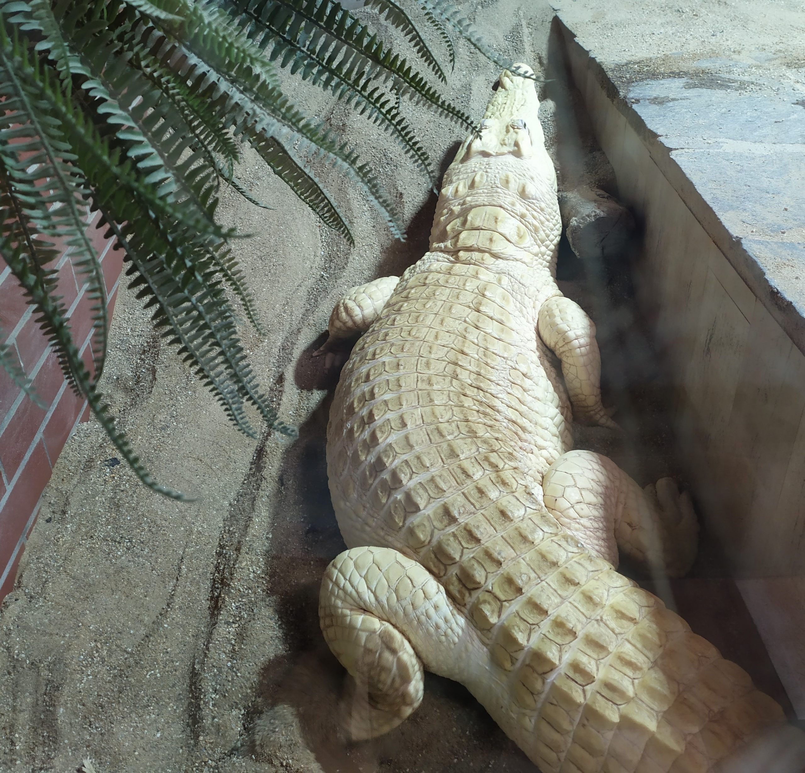 bílý krokodýl
