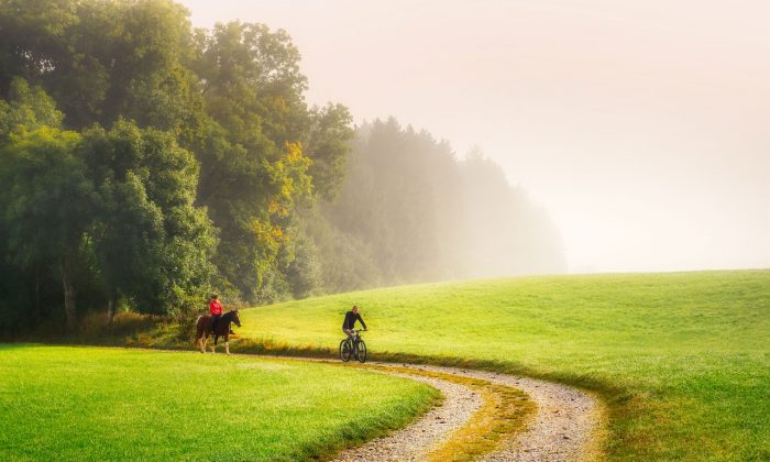 Kůň a cyklista