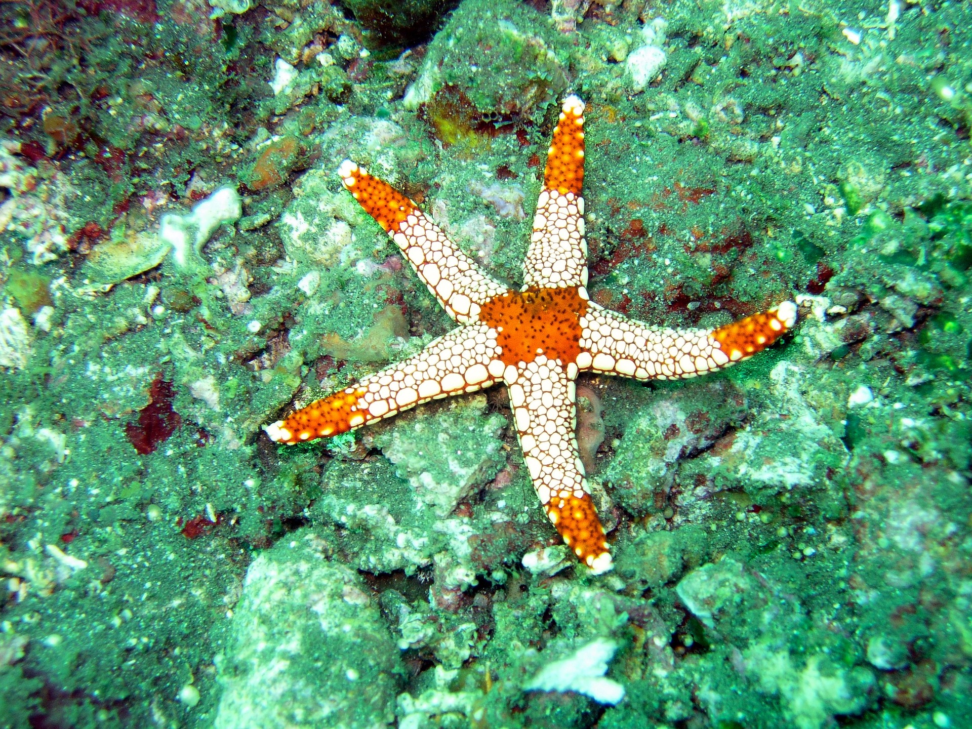 Maledivy - hvězda