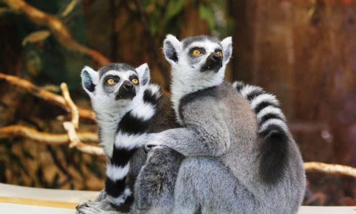 Zoo
