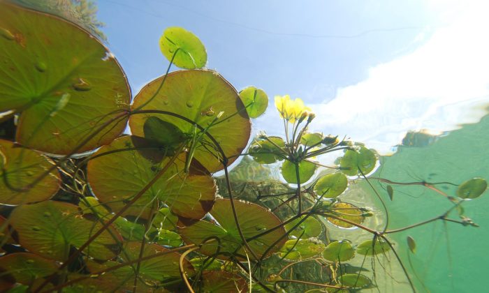 Biotop