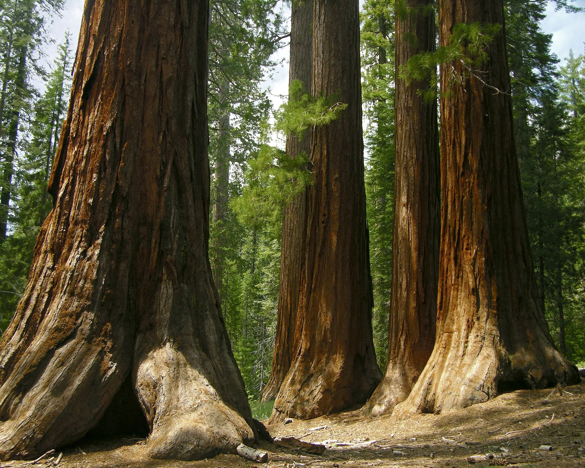 Sequoia