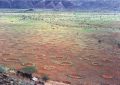 Fairy_circles_namibia