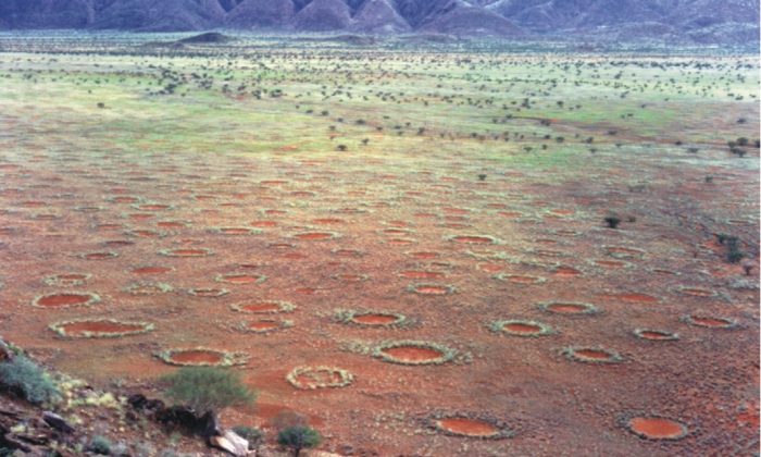 Fairy_circles_namibia