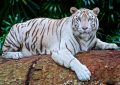 bílý tygr indický