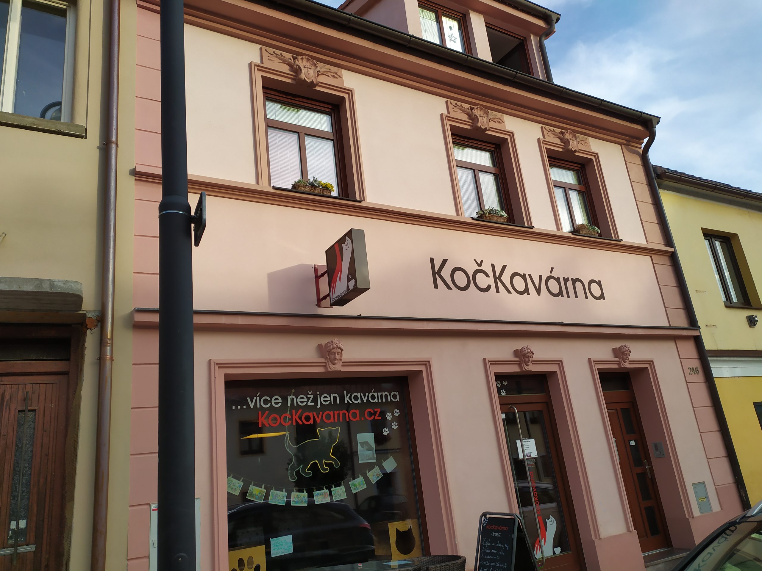 kočičí kavárna-písek