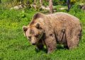 Medvěd, útok medvěda, útok medvěda Slovensko, Slovensko medvěd, jak na medvěda