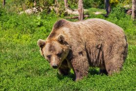 Medvěd, útok medvěda, útok medvěda Slovensko, Slovensko medvěd, jak na medvěda