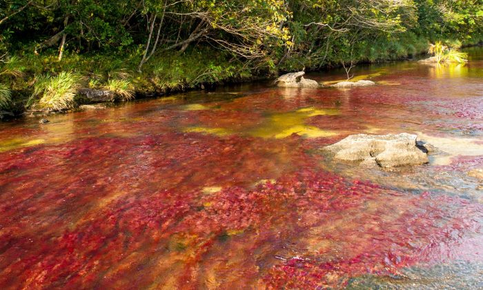 Caño Cristales