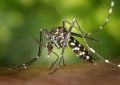 Komár, komár tygrovaný, malárie, dengue, léto